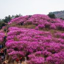 진달래 이미지