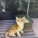 요미캣 고양이분양 일산점 이미지