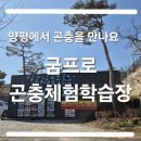 꿈꾸는아이들유치원 | [양평] 양평 아이와 가볼만한 곳, 굼프로 곤충체험학습농장 체험 후기🐞