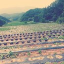 봉화농장 이미지