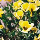 튤립공원 이미지