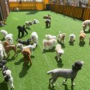 놀러오개 애견 유치원 애견 호텔 이미지