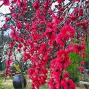 꽃그지 정원 만첩수양홍도 열매 이미지