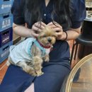 보글이 | [문정동 맛집] 안주 맛집 뚱이네 보글이 애견 동반 가능한 장지역 술집 안주 맛집