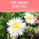 하얀민들레 이미지