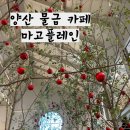 P-7708 | 양산 물금 대형 신상 베이커리 카페 마고플레인 내돈내산 후기