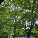 장흥 자연휴양림 | 전남 물놀이장 추천 장흥 유치자연휴양림 캠핑장