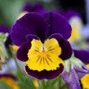 청솔공원 이미지