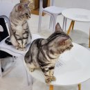 별다방 야옹이 이미지