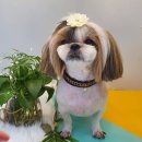 오늘도, 이쁘개 이미지