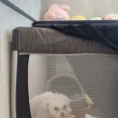 티나네강아지미용실 | 살롱오하이 동탄2호점 l 동탄 센트럴파크 미용실 추천! 초등학생 남자아이 쉐도우펌 하윤 디자이너 후기