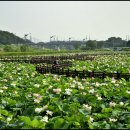 (주)연지 Daum카페