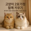 고양이분양 온리캣 이미지