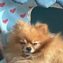 꽃보다개냥 이미지