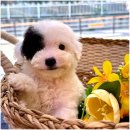 동행 애견 돌봄센터 하남점 | 동행 애견돌봄센터, 유기견의 행복한 공간 보금자리 하남고양이무료분양