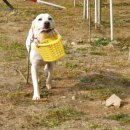 스터디독스쿨 이미지