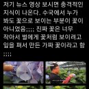 수국에서 누가 봐도 꽃으로 보이는 부분이 꽃이 아니었음;;;;.twt 이미지