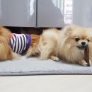 홍상희동물병원 이미지