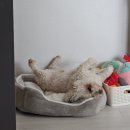 놀아보개 이미지