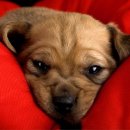 압구정웰동물병원 이미지