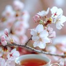 꽃소리BLOSSOM