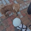 쁘띠몽펫샵 이미지