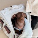 월간밀 | 차분한 분위기 강아지 동반 수성구 카페 월간밀 후기