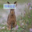 하뮤상점
