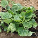 사랑농장 2 이미지