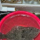 쌍둥이네 | 고성 봉포항 횟집타운 쌍둥이네횟집 감성돔 포장 후기(내돈내산)