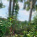 꽃냥이네 촌집 이미지