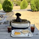 제주클래식위미 | 서귀포 카페 추천 치즈케이크 디저트 맛집 모노클제주 애견동반