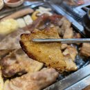 탐라도야지 이미지