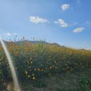 황산공원 축구장 | 물금 황산공원 국화축제 다녀온 이야기