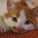 고덕 동물의료센터 이미지