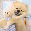 퍼피스프링 부천점 이미지