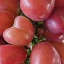 마이하트 이미지