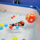 해피치 애견카페 이미지