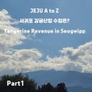 서귀포감귤