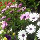 남부순환로 이미지