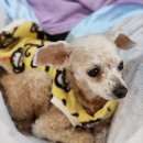 포포 데이케어 이미지