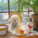 프린세스애견 | 공주 애견동반카페 프린세스 피크닉 600평 규모의 천연잔디 야외 정원이 있는 캠핑 감성카페