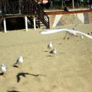 부산갈매기 이미지