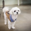 해피퍼피 강아지 유치원 이미지