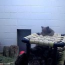 엄마와 아기곰 이미지