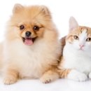 연두 동물병원 이미지