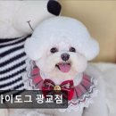 오마이도그