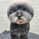 댕댕그루밍 이미지