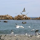 봉길대왕암(문무대왕릉) 이미지