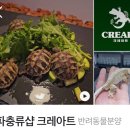 대구파충류샵 크레아트 게코분양후기